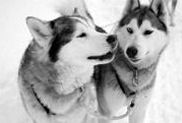 voyage chiens traineau huskies laponie suede finlande scandinavie